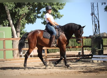PRE Mix, Wałach, 14 lat, 167 cm, Gniada