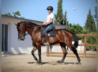 PRE Mix, Wałach, 14 lat, 167 cm, Gniada