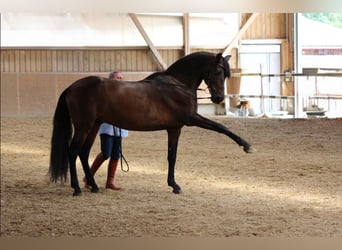 PRE, Wałach, 14 lat, 170 cm, Gniada