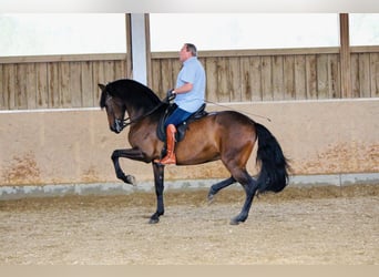 PRE Mix, Wałach, 14 lat, 170 cm, Gniada