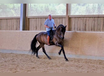 PRE Mix, Wałach, 14 lat, 170 cm, Gniada