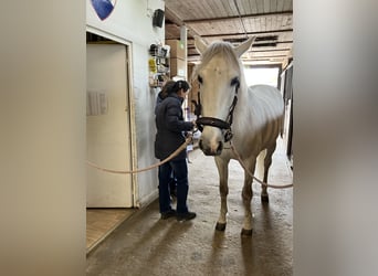 PRE Mix, Wałach, 15 lat, 160 cm, Kasztanowatodereszowata