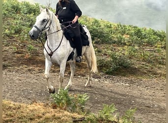 PRE, Wałach, 15 lat, 168 cm, Siwa w hreczce