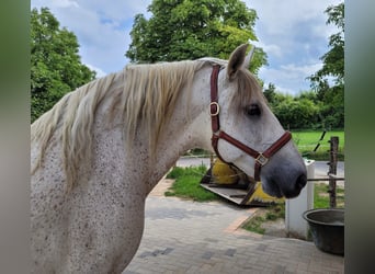 PRE, Wałach, 16 lat, 154 cm, Siwa w hreczce