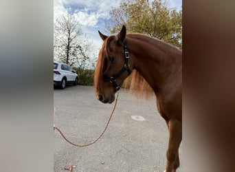 PRE Mix, Wałach, 16 lat, 155 cm, Cisawa