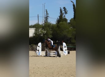 PRE Mix, Wałach, 16 lat, 160 cm, Gniada