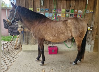 PRE Mix, Wałach, 17 lat, 159 cm, Bułana