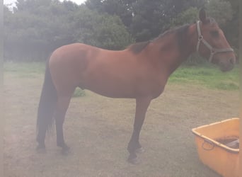 PRE Mix, Wałach, 17 lat, 163 cm, Ciemnokasztanowata