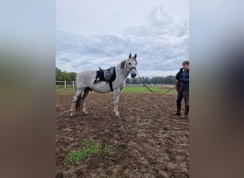 PRE, Wałach, 17 lat, Siwa jabłkowita