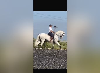 PRE, Wałach, 18 lat, 172 cm, Siwa