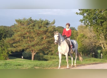PRE, Wałach, 19 lat, 160 cm, Siwa
