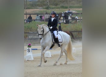 PRE, Wałach, 19 lat, 165 cm, Siwa