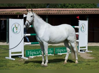 PRE, Wałach, 19 lat, 165 cm, Siwa