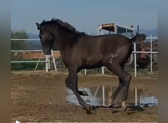 PRE Mix, Wałach, 1 Rok, 150 cm, Siwa