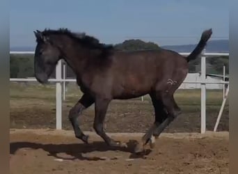 PRE Mix, Wałach, 1 Rok, 150 cm, Siwa