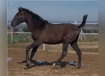 PRE Mix, Wałach, 1 Rok, 150 cm, Siwa