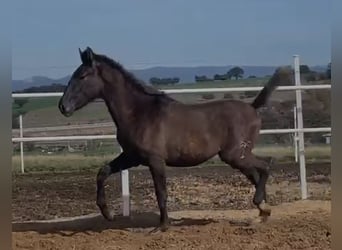 PRE Mix, Wałach, 1 Rok, 150 cm, Siwa