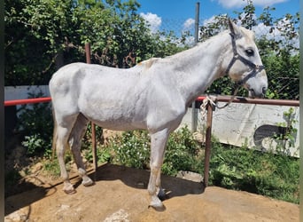 PRE Mix, Wałach, 21 lat, 159 cm, Siwa