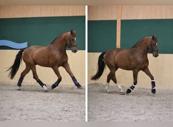 PRE Mix, Wałach, 22 lat, 158 cm, Kasztanowata