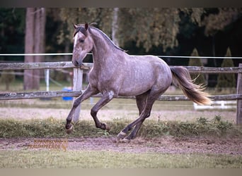 PRE Mix, Wałach, 2 lat, 157 cm, Siwa