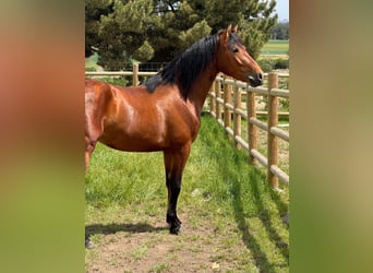 PRE Mix, Wałach, 3 lat, 148 cm, Gniada