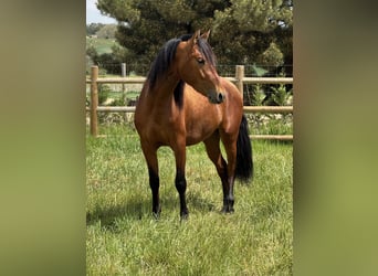 PRE Mix, Wałach, 3 lat, 150 cm, Gniada