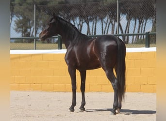 PRE Mix, Wałach, 3 lat, 152 cm, Ciemnogniada