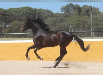 PRE Mix, Wałach, 3 lat, 152 cm, Ciemnogniada