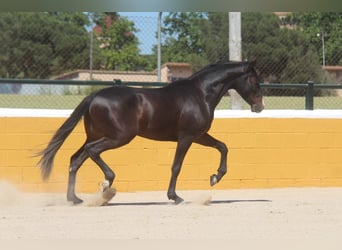 PRE Mix, Wałach, 3 lat, 152 cm, Ciemnogniada