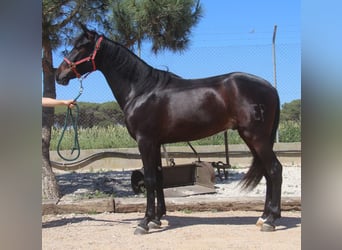 PRE Mix, Wałach, 3 lat, 152 cm, Ciemnogniada