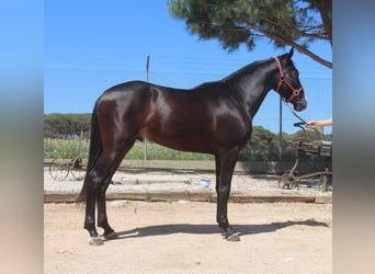 PRE Mix, Wałach, 3 lat, 152 cm, Ciemnogniada