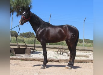 PRE Mix, Wałach, 3 lat, 152 cm, Ciemnogniada