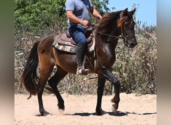 PRE Mix, Wałach, 3 lat, 152 cm, Kara