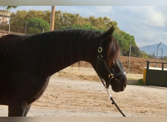 PRE Mix, Wałach, 3 lat, 154 cm, Kara