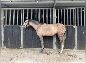 PRE Mix, Wałach, 3 lat, 155 cm, Formy Brown Falb