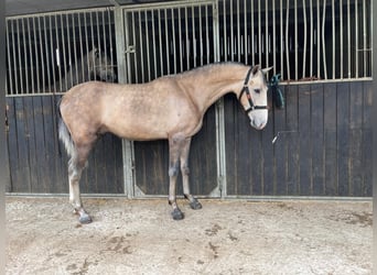 PRE Mix, Wałach, 3 lat, 155 cm, Formy Brown Falb