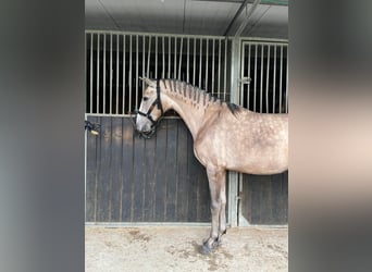 PRE Mix, Wałach, 3 lat, 155 cm, Formy Brown Falb