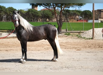 PRE Mix, Wałach, 3 lat, 155 cm, Siwa jabłkowita