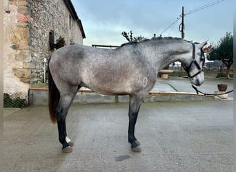 PRE Mix, Wałach, 3 lat, 158 cm, Siwa jabłkowita