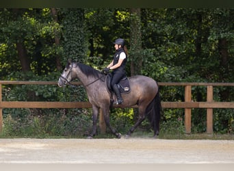 PRE Mix, Wałach, 3 lat, 158 cm, Siwa