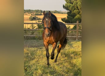 PRE Mix, Wałach, 3 lat, 160 cm, Ciemnogniada