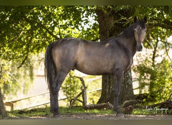 PRE Mix, Wałach, 3 lat, 160 cm, Formy Brown Falb