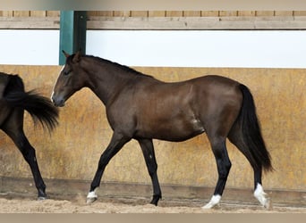 PRE, Wałach, 3 lat, 160 cm, Gniada