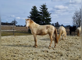 PRE, Wałach, 3 lat, 160 cm, Perlino