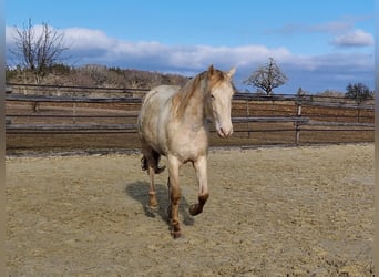 PRE, Wałach, 3 lat, 160 cm, Perlino