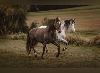 PRE Mix, Wałach, 3 lat, 160 cm, Siwa