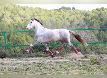 PRE Mix, Wałach, 3 lat, 160 cm, Siwa