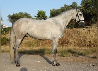 PRE, Wałach, 3 lat, 160 cm, Siwa