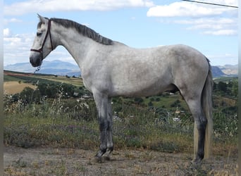 PRE, Wałach, 3 lat, 160 cm, Siwa
