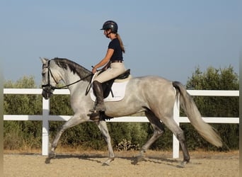PRE, Wałach, 3 lat, 160 cm, Siwa